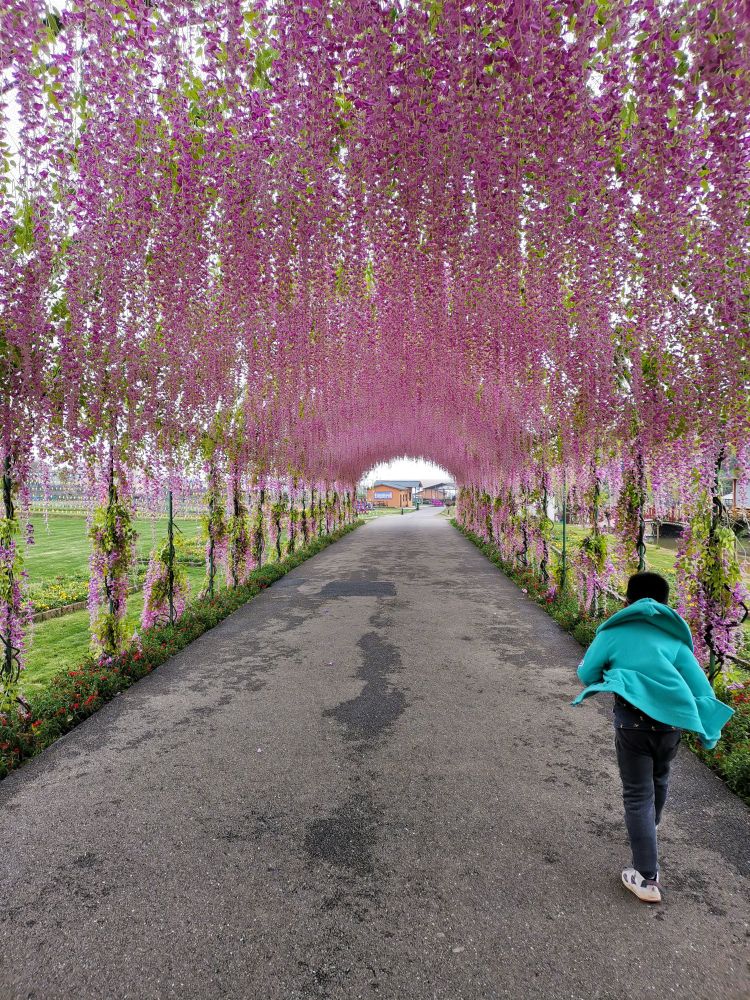 环保出行,绿色踏青|江西鹏友会庐山西海花千谷自驾游