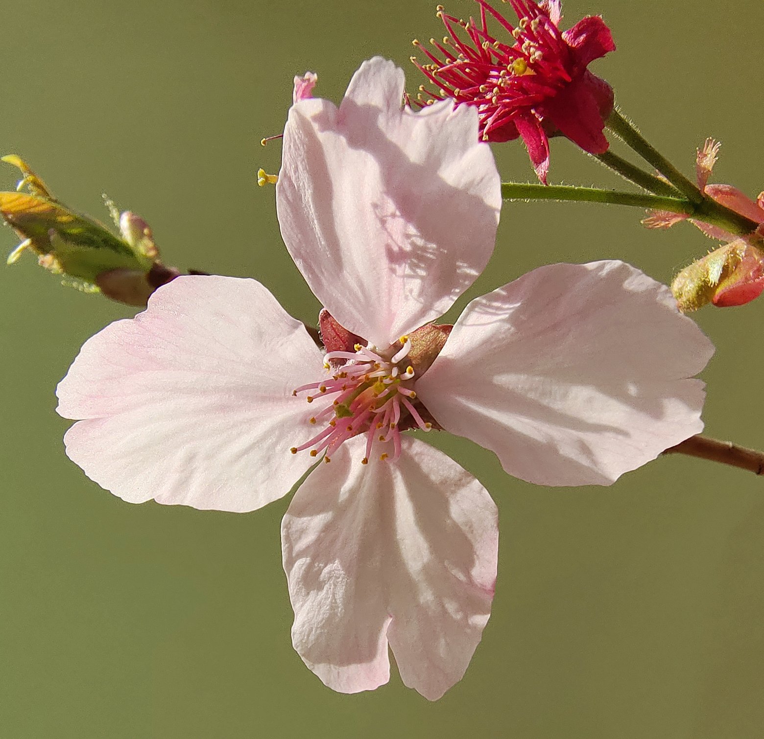 鹏友三金日常分享玉渊潭的樱花内有两个彩蛋