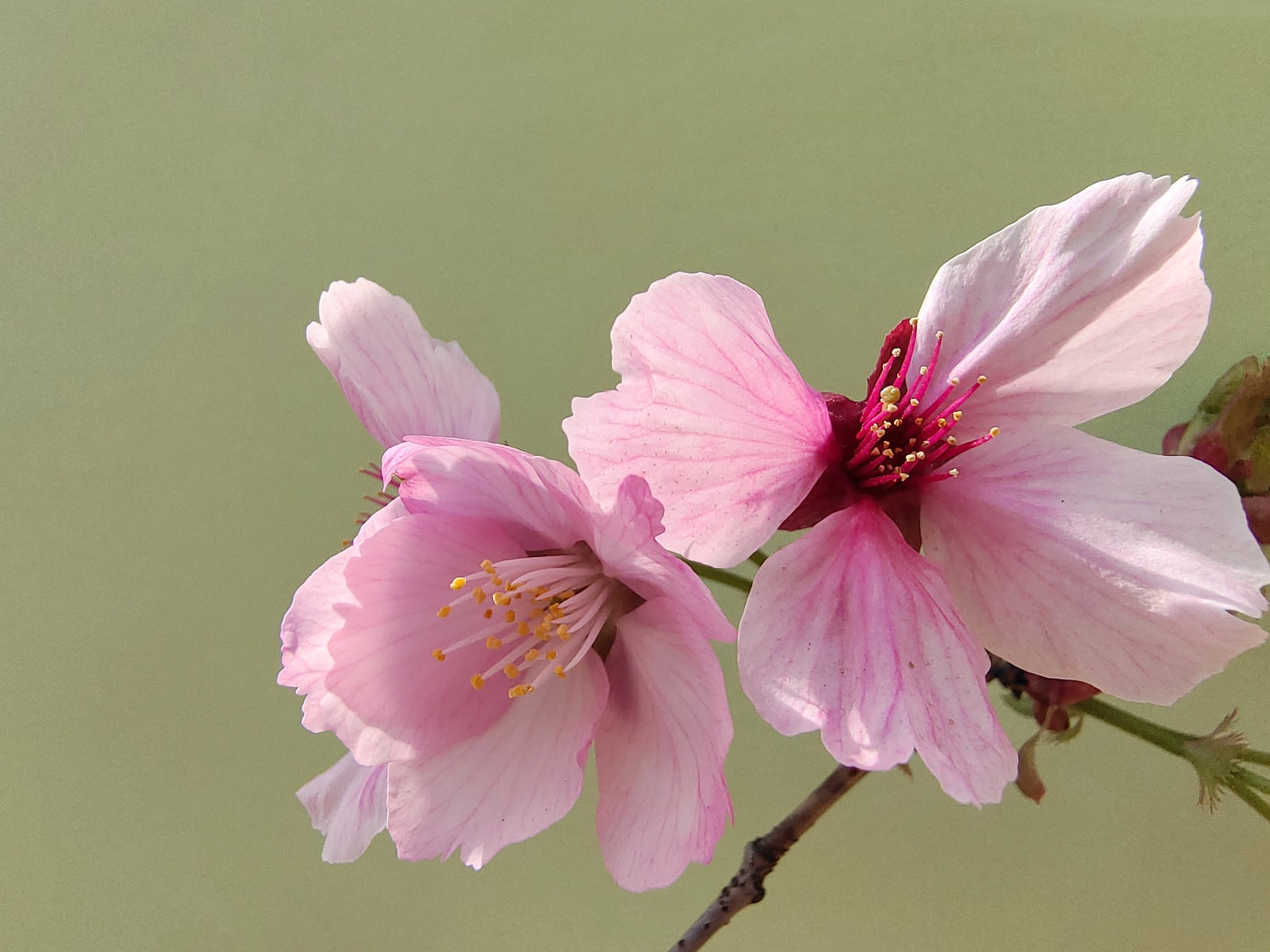 鹏友三金日常分享玉渊潭的樱花内有两个彩蛋