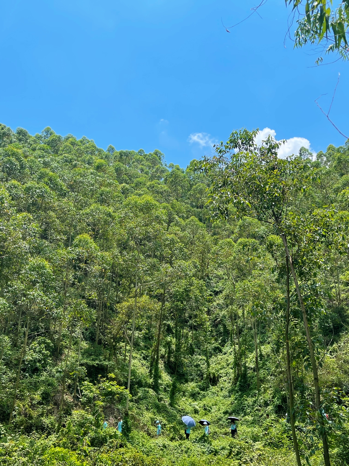 轻徒高明茶山,延续美味时光.