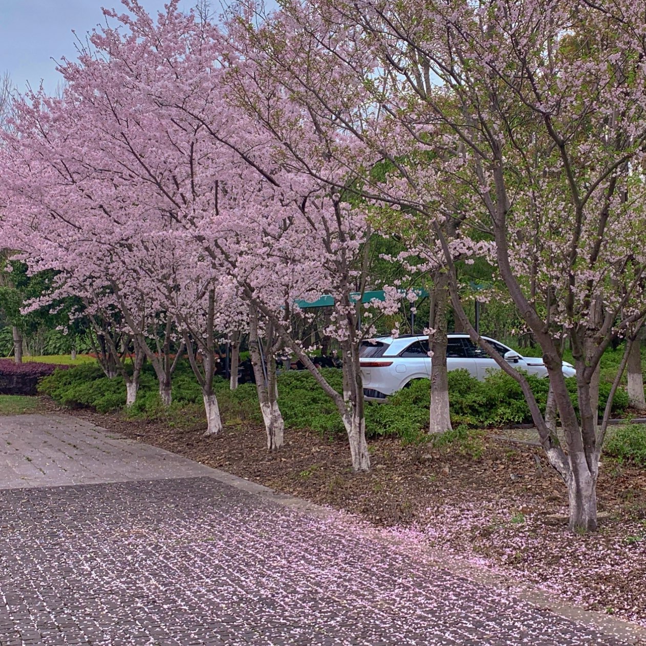 踏青之苏州园博园赏樱