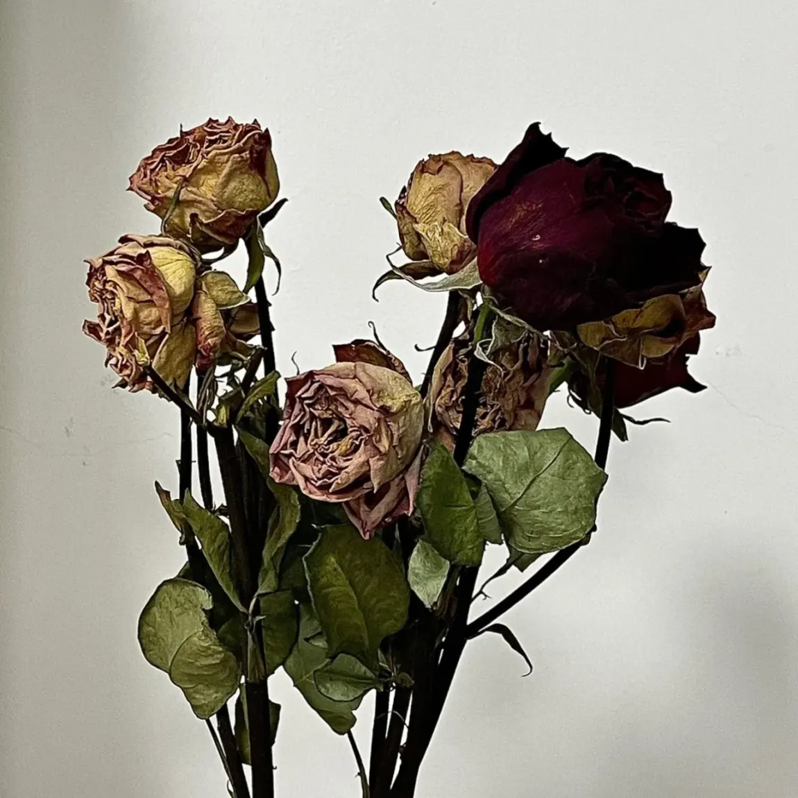 等到花儿都谢了…