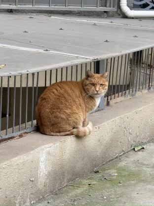 pic