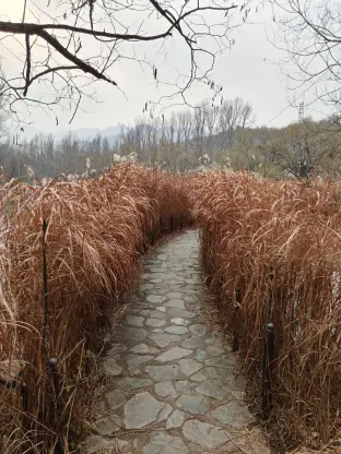 pic