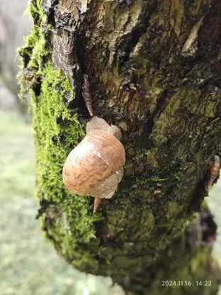 pic