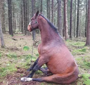 pic
