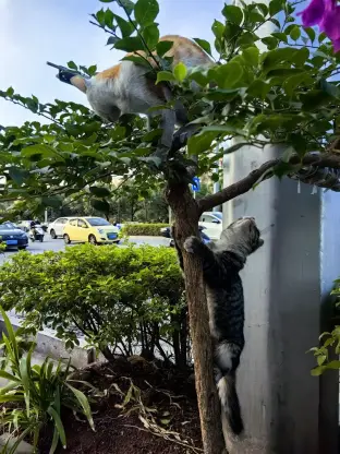 pic