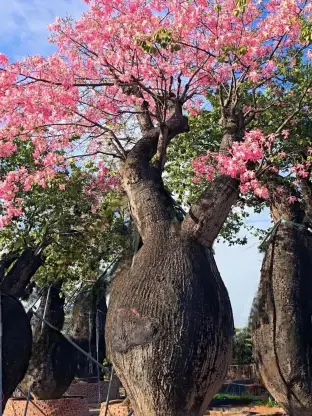 pic