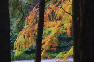 pic