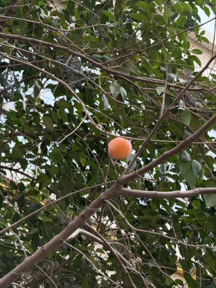 pic