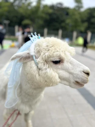 pic