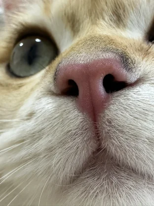 pic