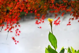 pic