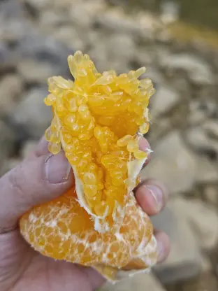 pic