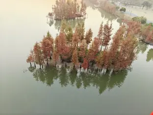 pic