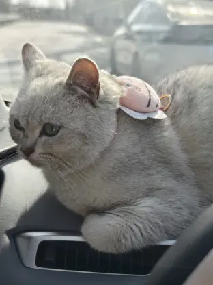 pic