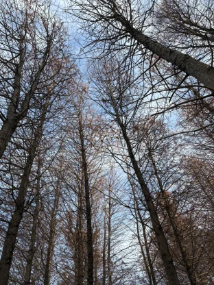 pic