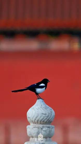 pic