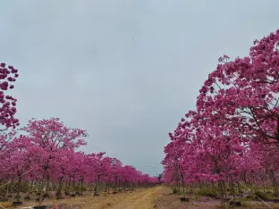 pic