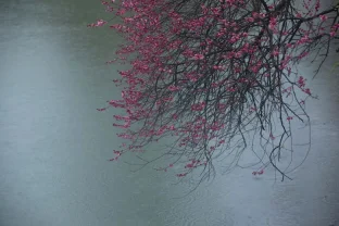 pic