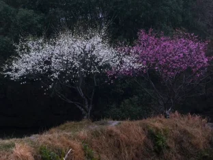 pic
