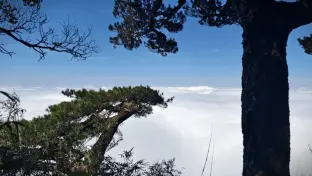 pic
