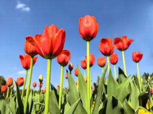 pic