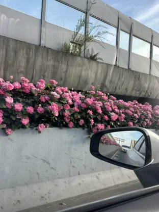 pic