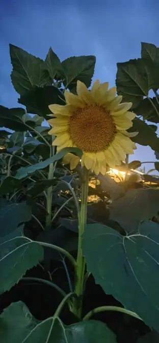 pic