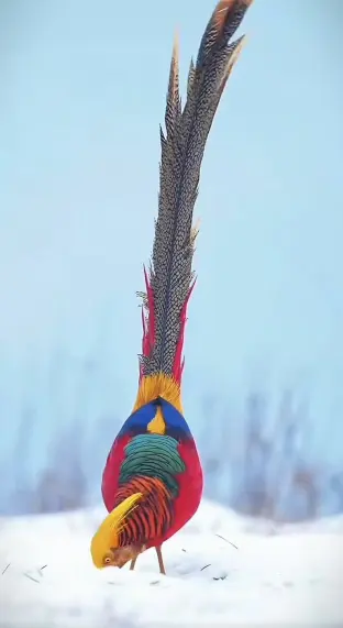 pic