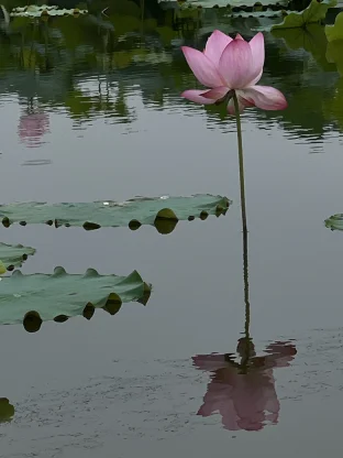 pic