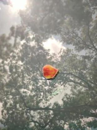 pic
