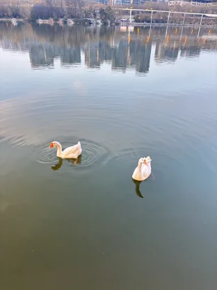 pic