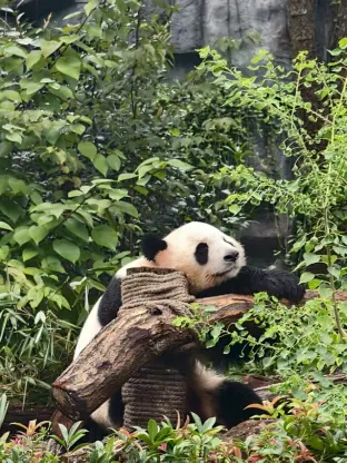 pic