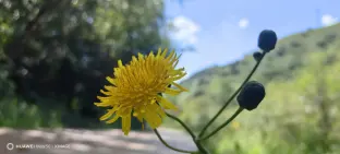 pic