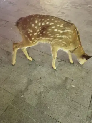 pic