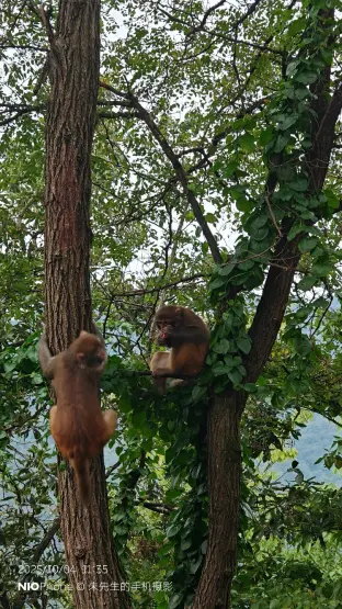 pic