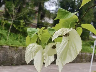 pic