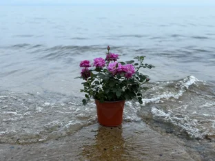pic
