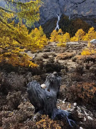 pic