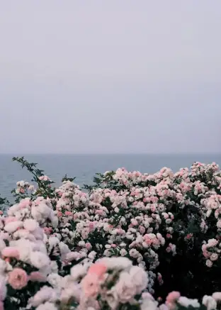pic