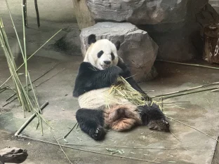 pic
