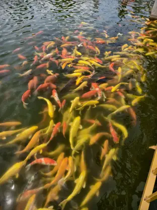 pic