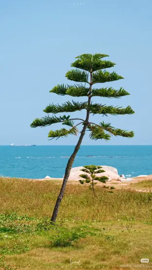 pic