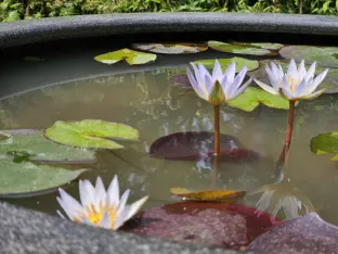 pic