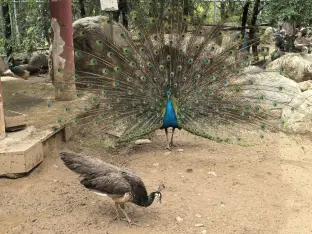 pic