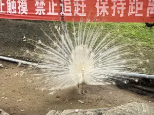 pic