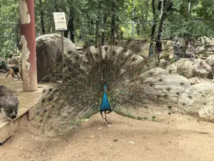 pic