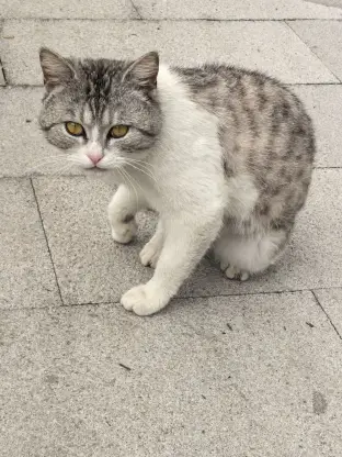 pic