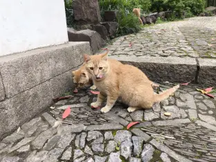 pic